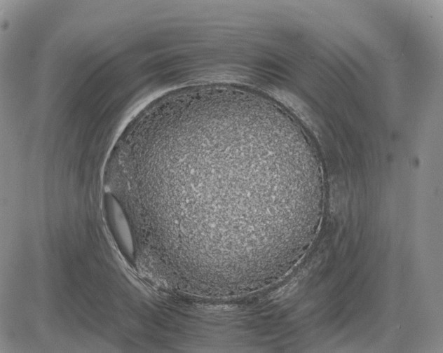 X0000083581031200702231650