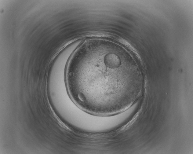 X0000083581033200702231650