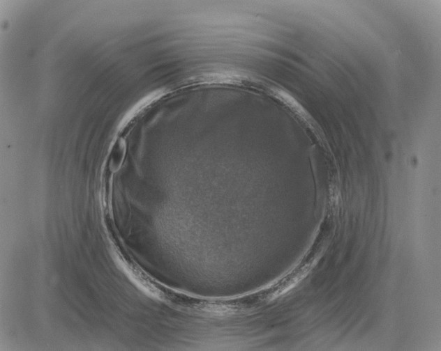 X0000083581034200702231650