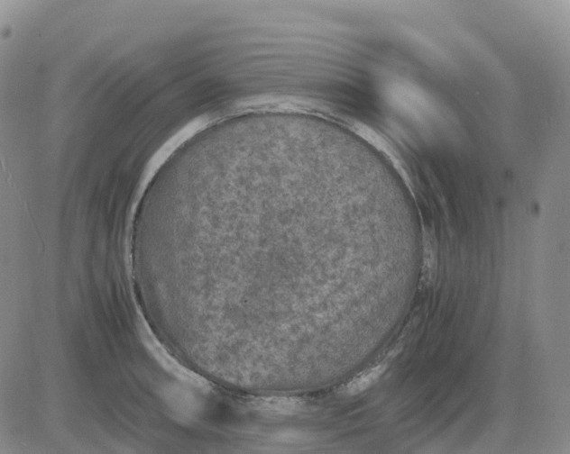 X0000083581090200702231649