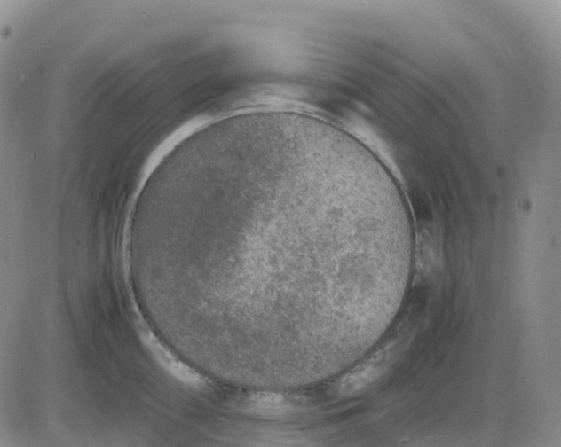 X0000083581098200702231649