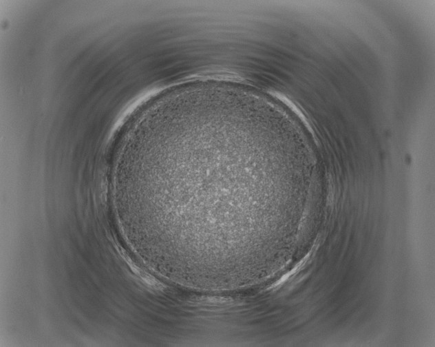 X0000083581115200702231648