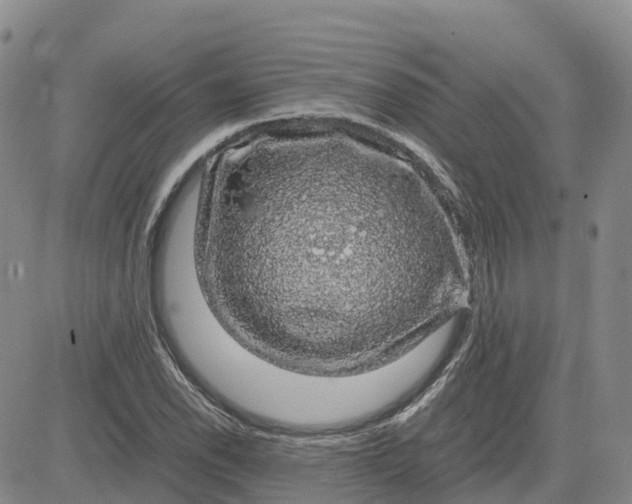 X0000083581118200702231648