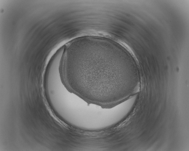 X0000083581128200702231648