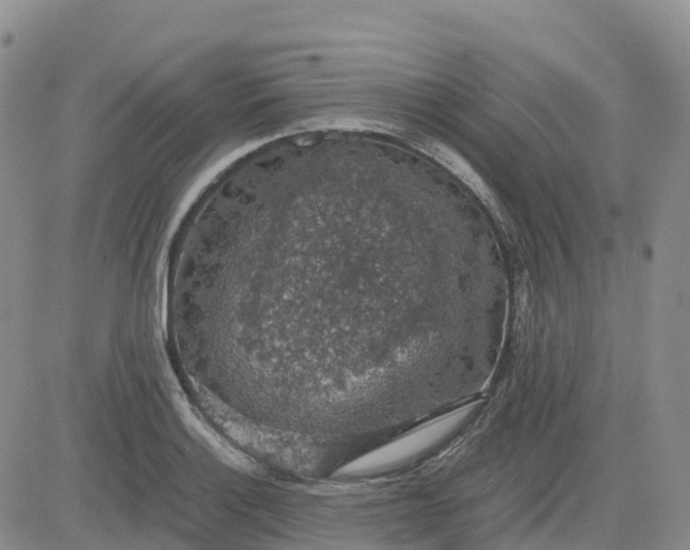 X0000083581132200702231648