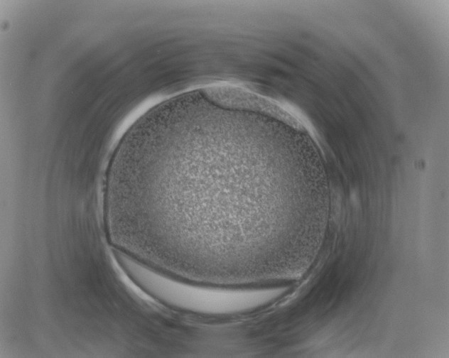 X0000083581151200702231649