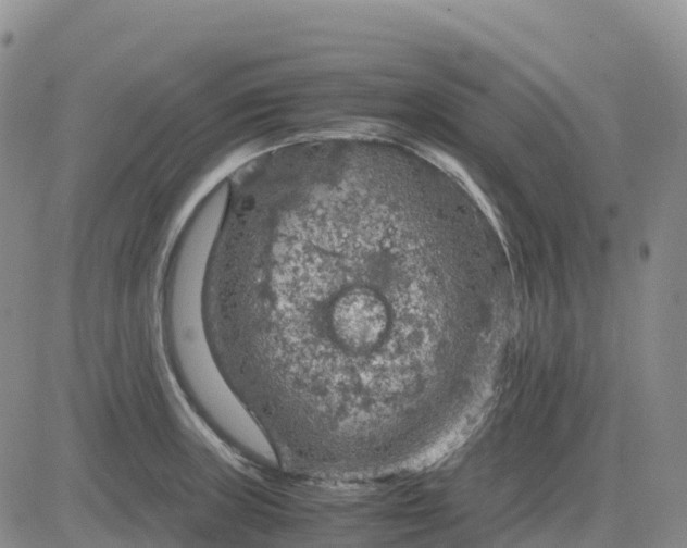 X0000083581235200702231647