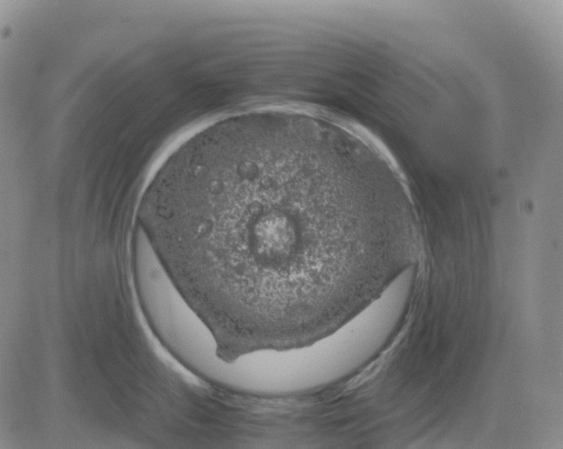 X0000083581247200702231647