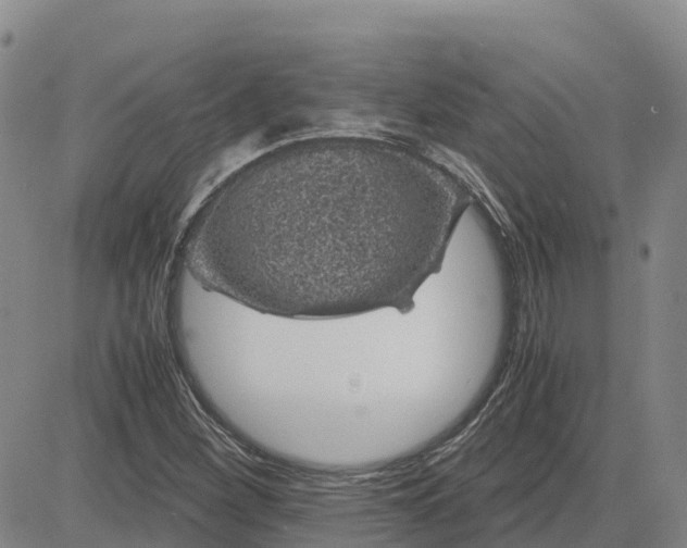 X0000083581260200702231646