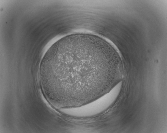 X0000083581295200702231645