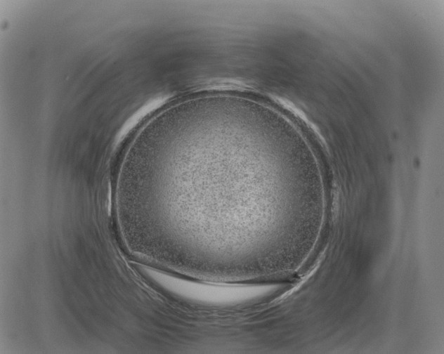 X0000083581317200702231645