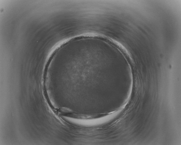 X0000083581327200702231645