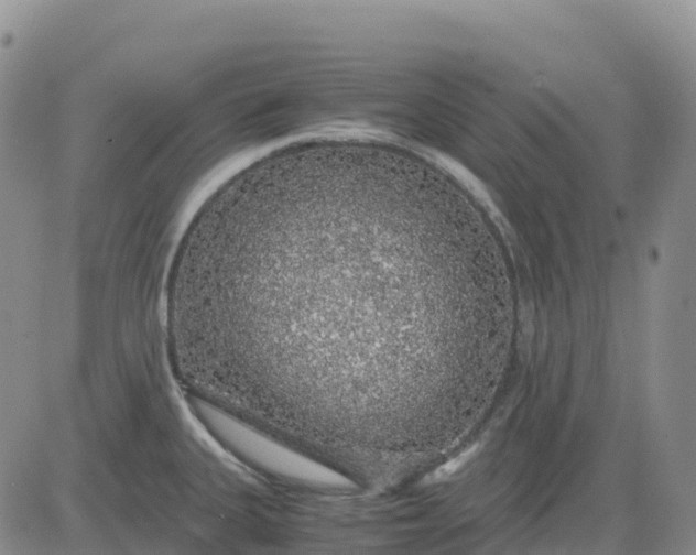 X0000083581335200702231645