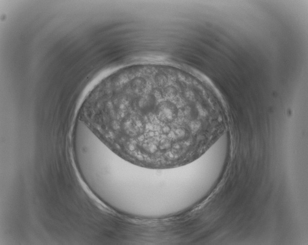 X0000083581432200702231644