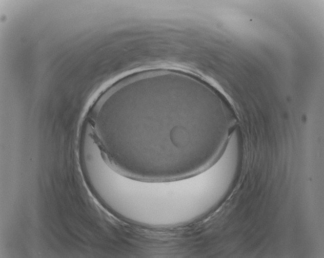 X0000083581508200702231642