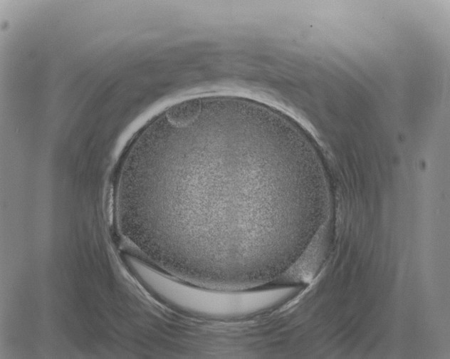 X0000083581510200702231642