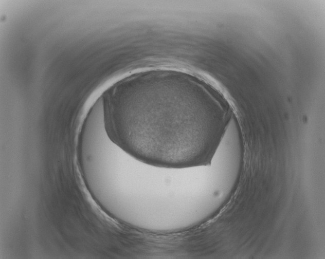 X0000083581520200702231642