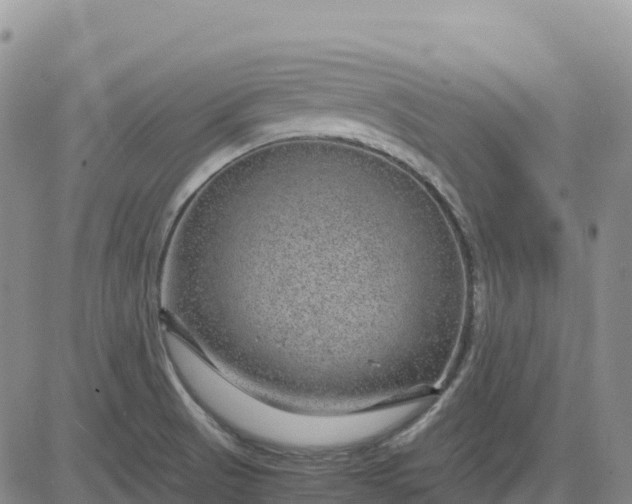 X0000083581521200702231642