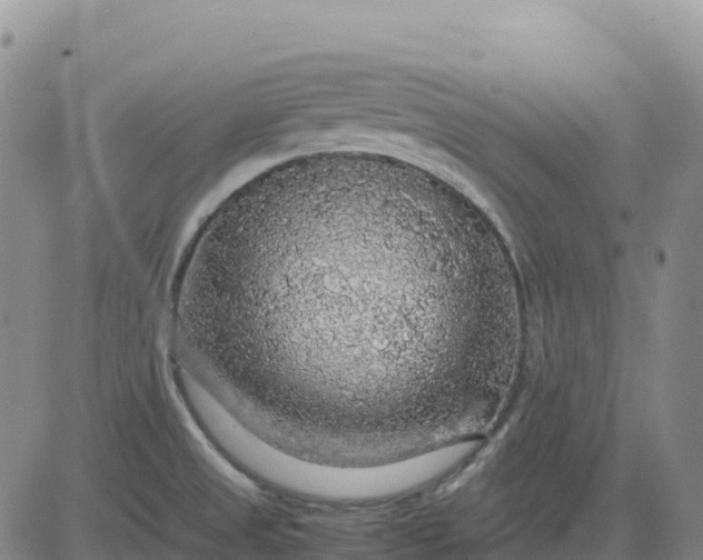 X0000083581525200702231642