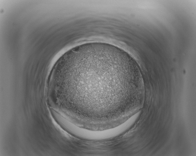 X0000083581527200702231642