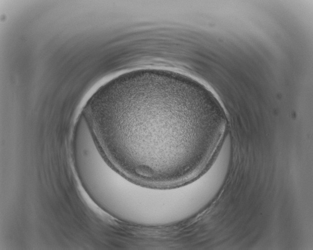 X0000083581531200702231642