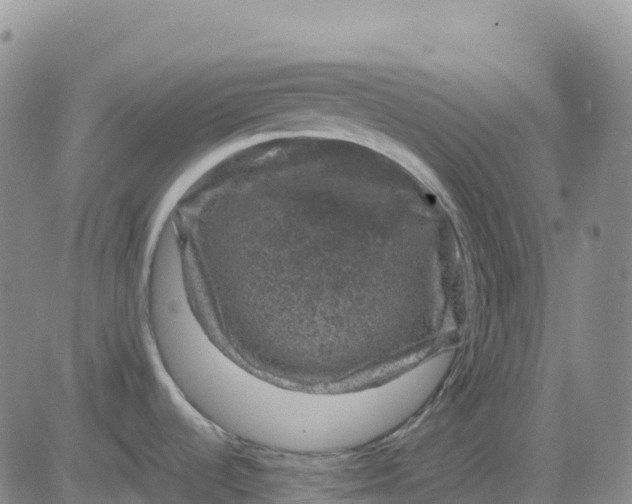 X0000083581536200702231642