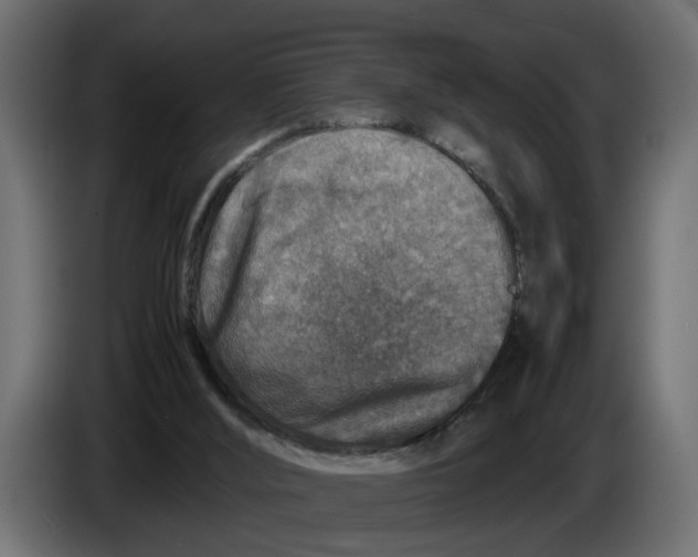 X0000083580012200703021829