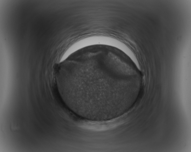 X0000083580029200703021828