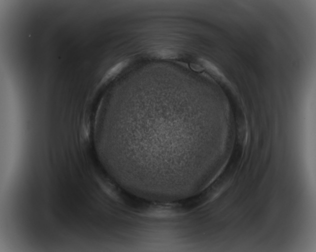 X0000083580072200703021828