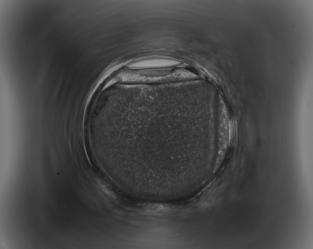 X0000083580195200703021825