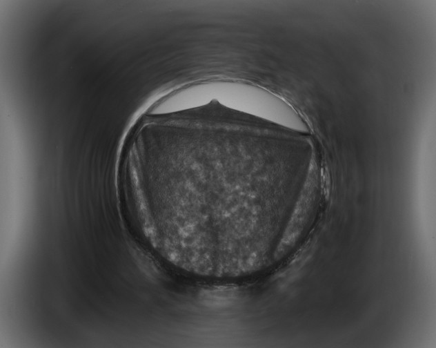 X0000083580196200703021825