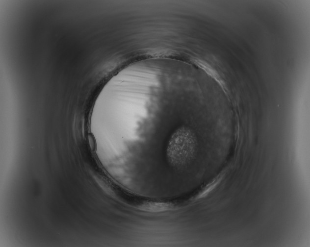 X0000083580205200703021825