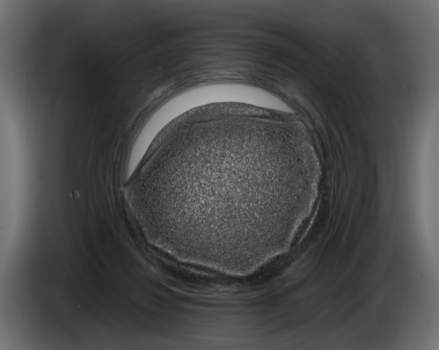 X0000083580260200703021824