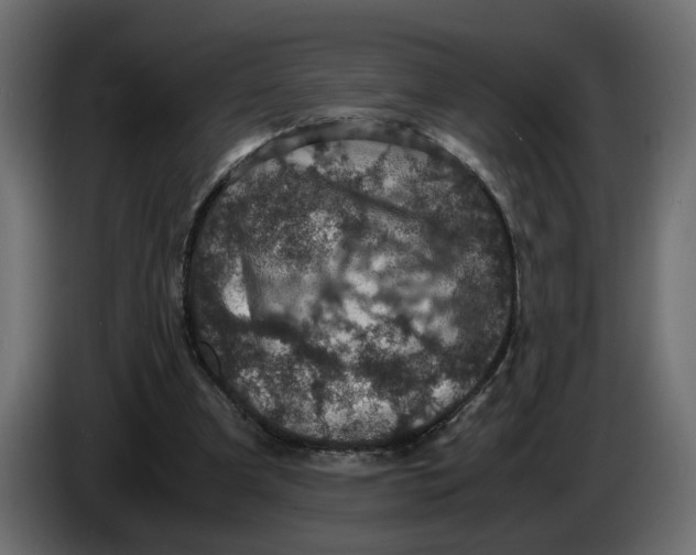 X0000083580297200703021823