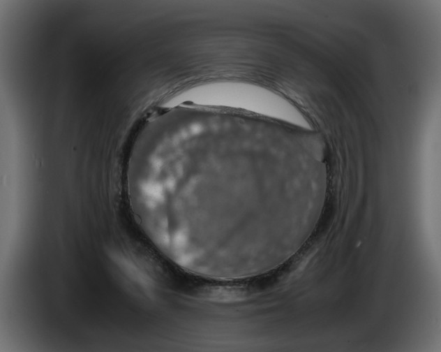 X0000083580303200703021823