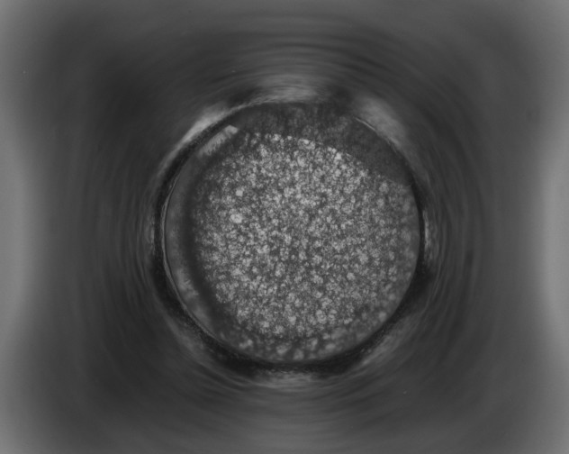 X0000083580348200703021822