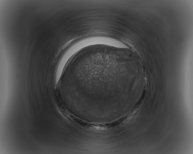 X0000083580352200703021822