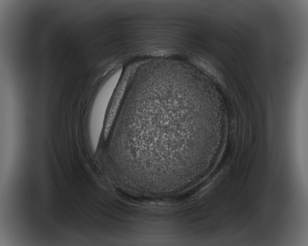 X0000083580358200703021822