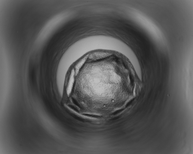 X0000083580382200703021822