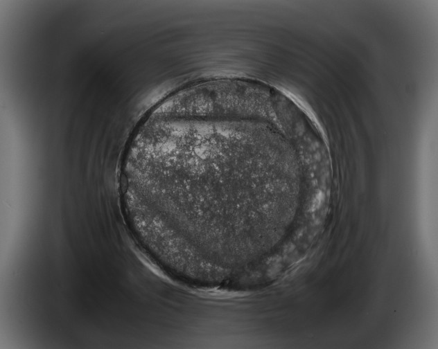 X0000083580389200703021821