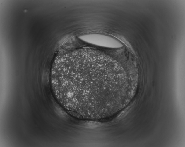 X0000083580393200703021821