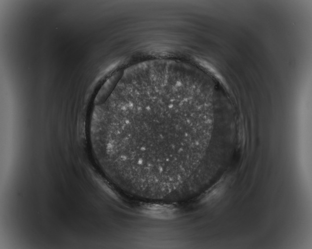 X0000083580399200703021821