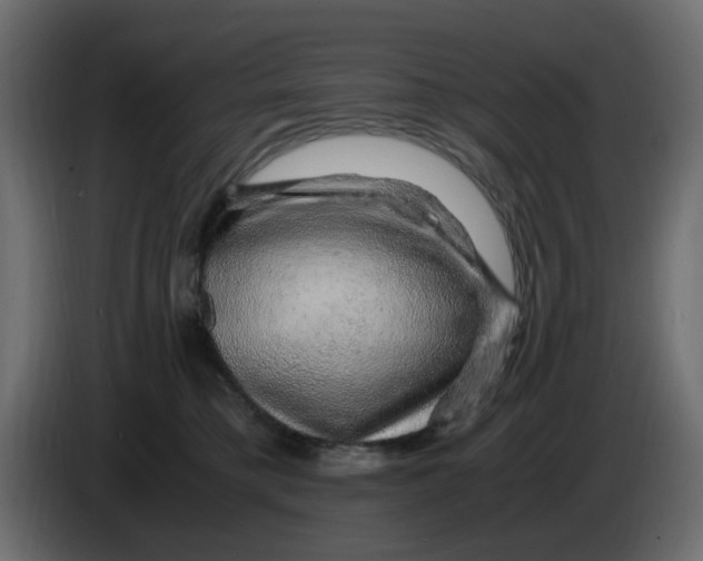 X0000083580421200703021821