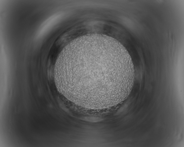 X0000083580431200703021821