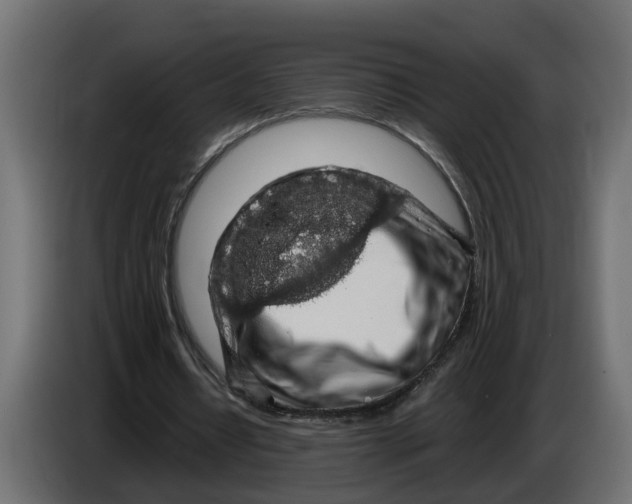 X0000083580434200703021820