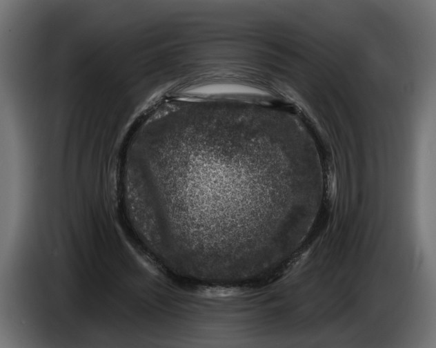 X0000083580444200703021820