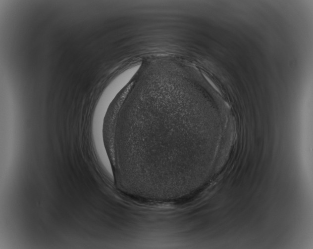 X0000083580456200703021820