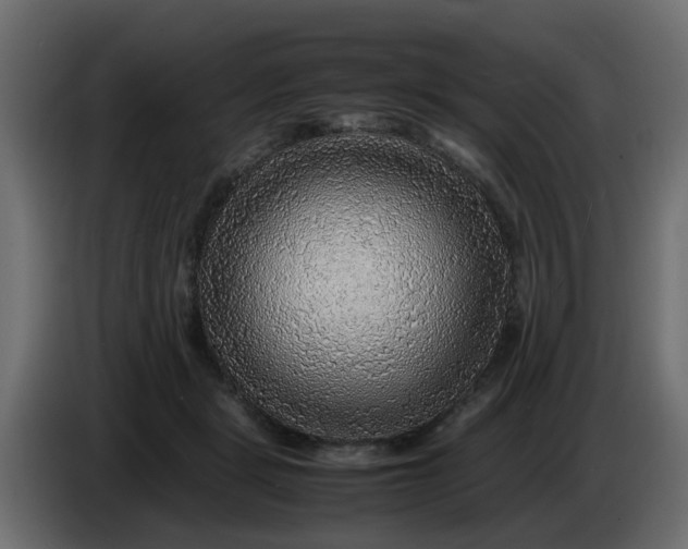 X0000083580461200703021820