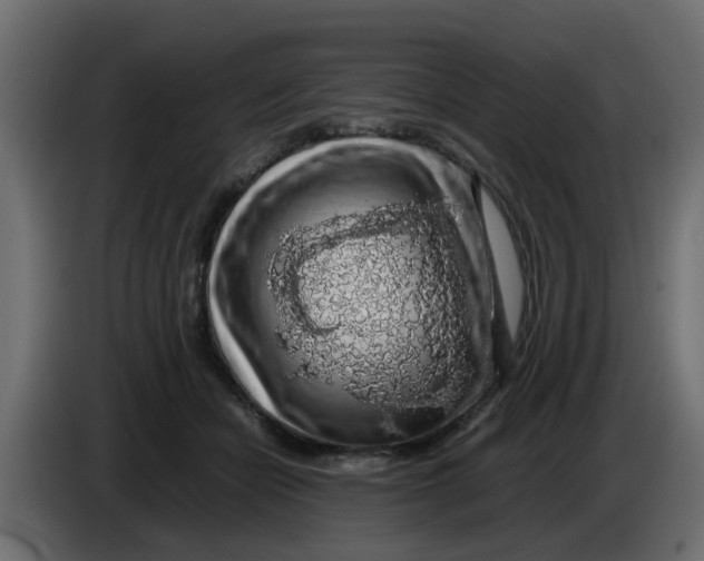 X0000083580462200703021820