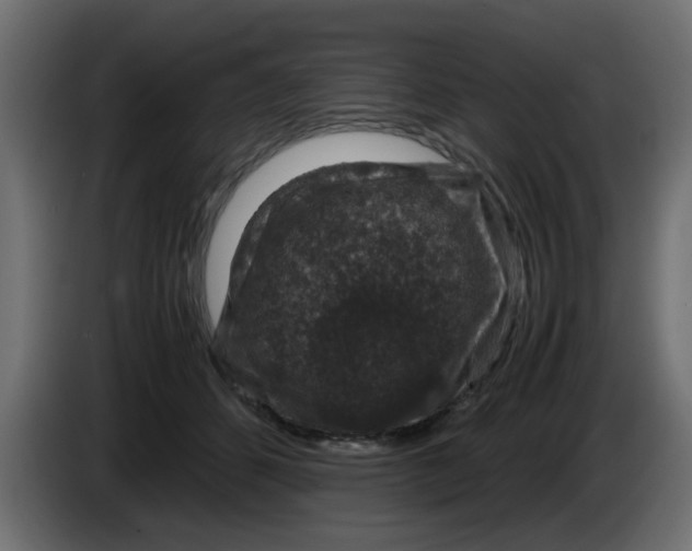 X0000083580512200703021819